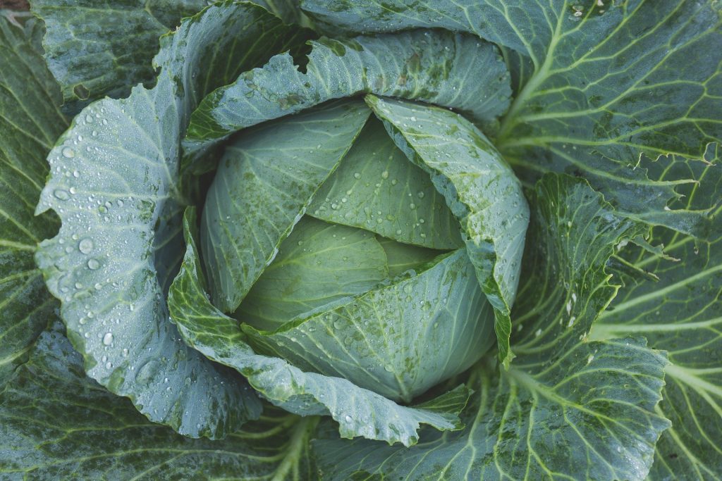 superfood list : kale cabbage