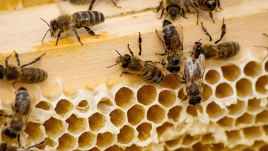 What Do Bees Eat if We Take Their Honey?